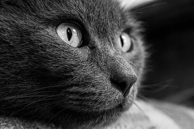 Guide d'achat : Les meilleurs produits pour animaux
